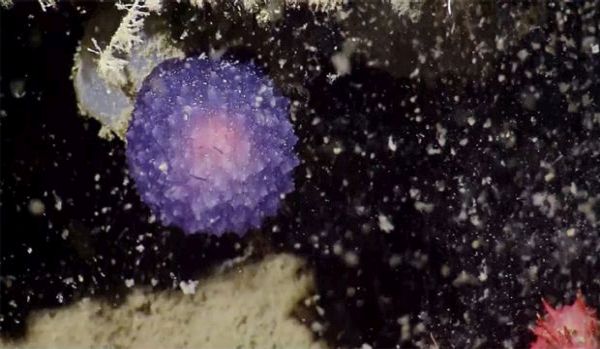 Откриха мистериозна лилава топка на дъното на океана