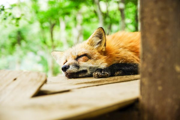 Интересни факти за лисиците, несправедливо смятани за лоши и коварни