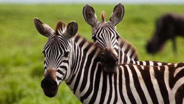 Защо зебрите са на черно-бели ивици?