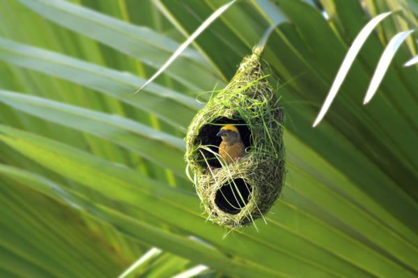 Крилати архитекти: насладете се на още от удивителната красота на птичите гнезда
