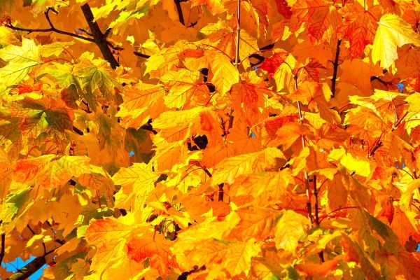 Пет идеи за веселба с есенни листа