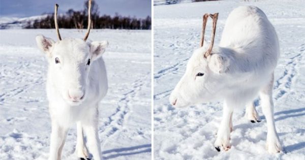 Снежнобяло еленче развълнува жителите на Норвегия и целия свят точно преди празниците