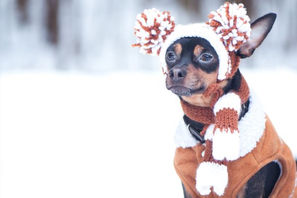 Най-много домашни кучета се губят по Нова година затова ги пазете!