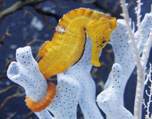 Морските кончета – най-удивителните риби за които ще чуете