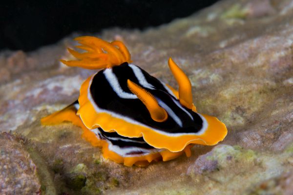 Голохрили – най-чудно красивите животни, които подводният свят крие
