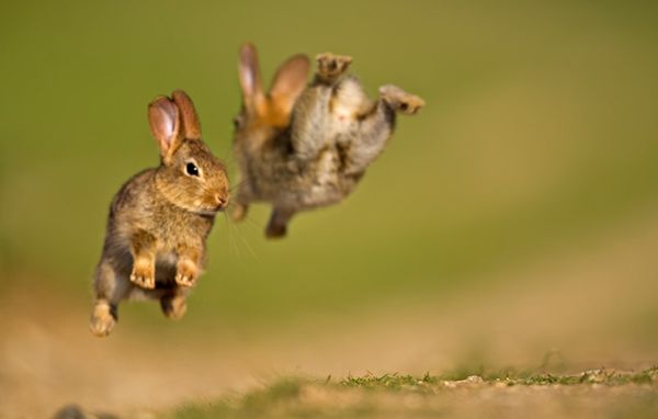 Подскочи от изненада с тези 9 забавни факта за зайците