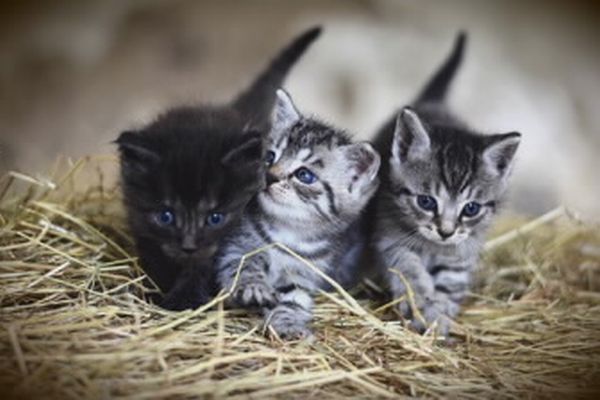 7 от най-изумителните факти за котките