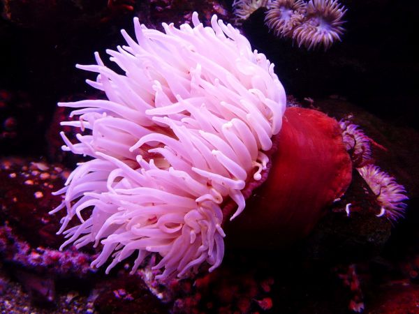 Морските анемонии – странни животни или интересни растения са те?
