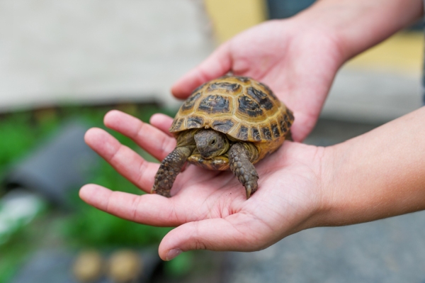 6 факта, които трябва да знаем, ако искаме да имаме костенурка