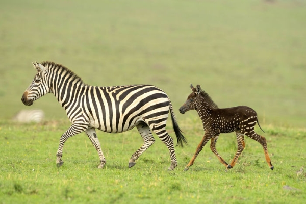 Зебра като калинка или калинка като зебра: фотограф засне нещо много интересно в кенийски резерват