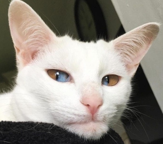Олив – котката с най-необикновените и красиви очи, която стана тотален хит в интернет