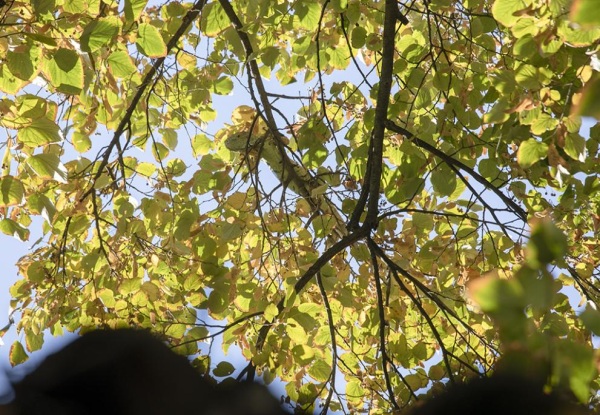 Вместо врабчета и синигерчета, на дърво в Стара Загора кацна еднометрова игуана