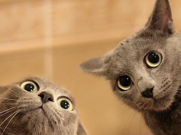 Изключително забавни снимки на изключително пакостливи котенца, които искрено ще ви разсмеят