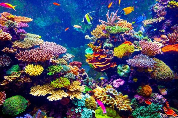 Знаете ли как се образуват коралите?