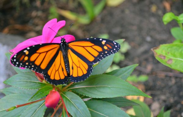 Пеперудите от вида монарх са по-интересни отколкото подозирате!