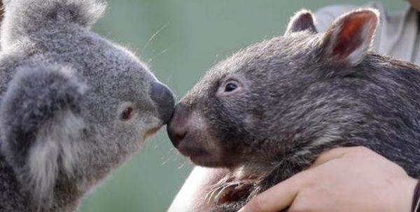 Изненадващо: коала и вомбат стават най-добри приятелки в зоопарк в Австралия