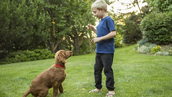Дай лапа, седни... 5 съвета, които трябва да спазвате докато учите кучето на каквото и да било