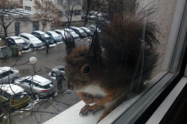 Да храниш катеричка от прозореца – да, и това се случва в София
