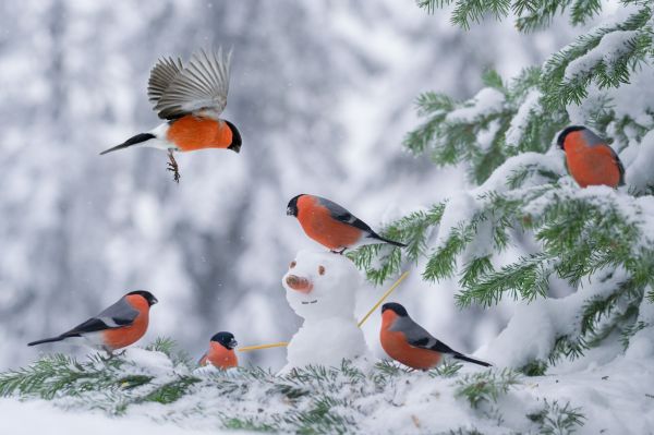 Как ли оцеляват непрелетните птици в студените дни?