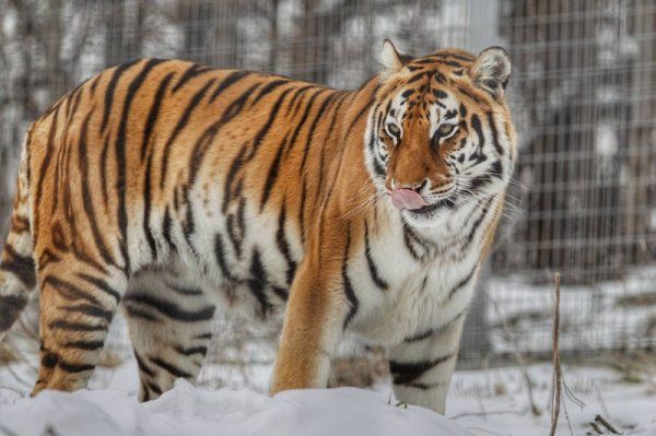 От снежеца, ах... Животните в Софийския зоопарк не ги е страх!