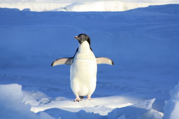 Както си обикаляш айсбергите и хоп, пингвин скача в лодката ти