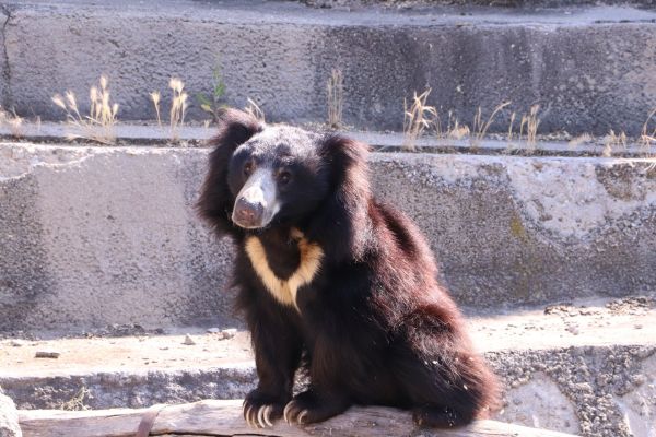 Партньорката на Лиъм и още нови животни ще наричат Софийския зоопарк свой дом от тази година