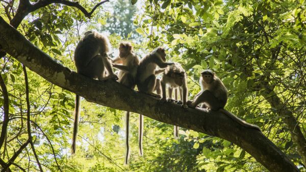 25 маймуни бягат от немски зоопарк, за да си играят в гората