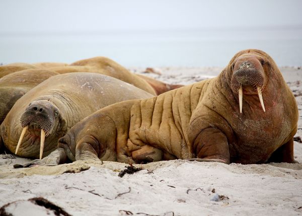 Още 5 невероятно интересни факта за невероятните моржове