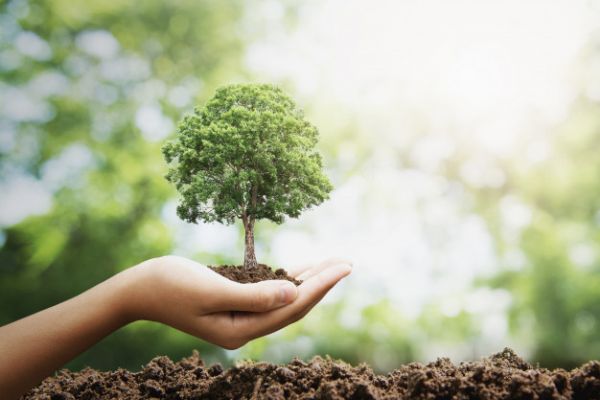 За по-зелено детство: засаждат 500 дръвчета в училищни дворове и детски градини