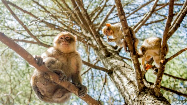 Издирват друга група маймуни бегълци, пак от същия немски зоопарк