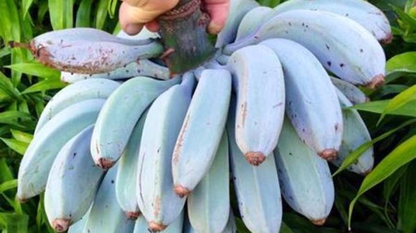 Скоро ще можем да опитаме сини банани с вкус на ванилия