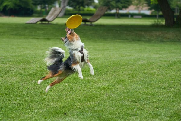 Демонстрации по послушание и защита, гонене на фризби, състезание за най-лакомо куче – всичко това ви очаква в изложба на кучета в Бургас