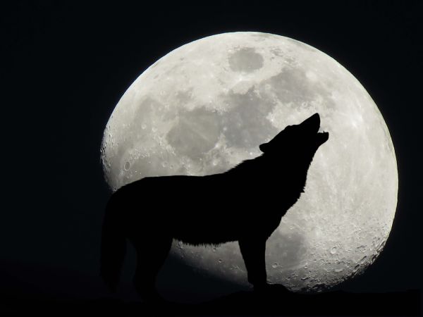 Защо вълците вият на пълнолуние?