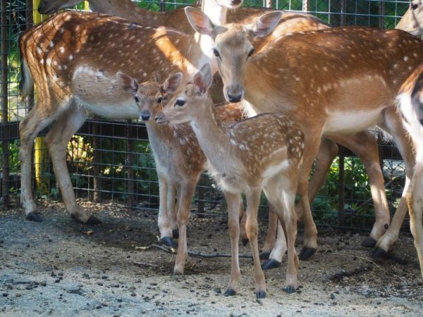 Първите две бебета в разградския зоопарк за 2021 са сладки лопатарчета 