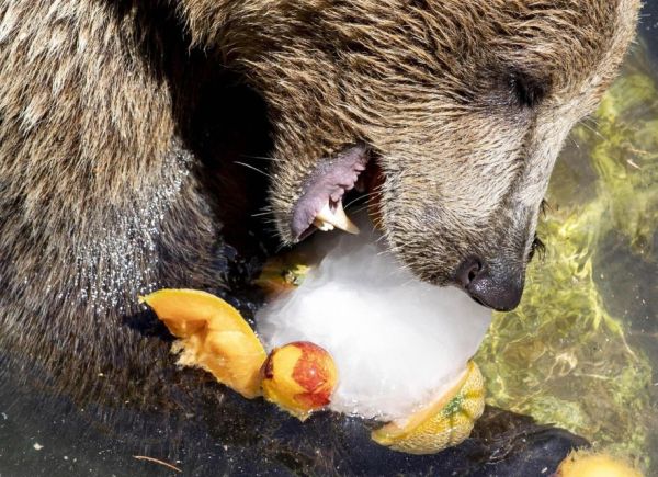Как се разхлаждат мечките? Ако са от зоопарка в София със специален мечи сладолед