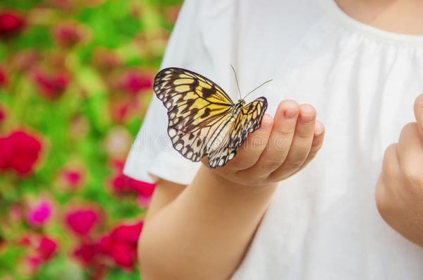 Големи, красиви и интересни – месец на пеперудите в Пловдив