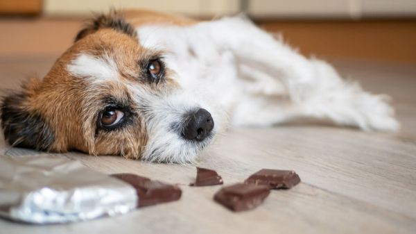 Как да познаем и какво да правим ако кучето ни е яло шоколад
