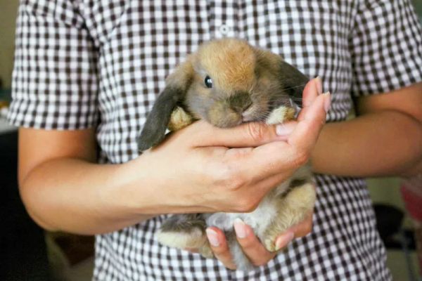 Ето какво трябва да знаете, ако най-накрая ще имате първото си зайче