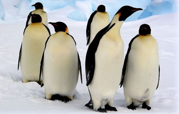 10 невероятни факта за невероятните императорски пингвини