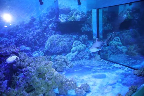 Най-големият 3D соленоводен аквариум в България очаква малките посетители в Природонаучния музей в Пловдив