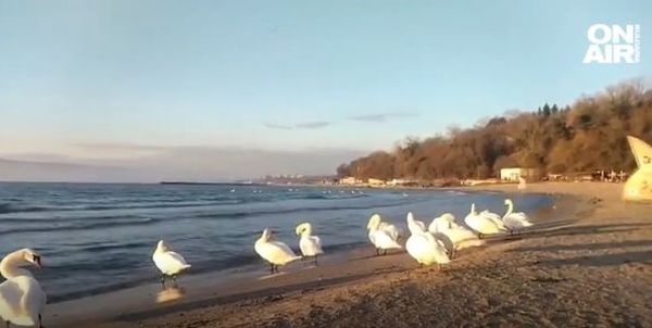 Ако сте близо до Варна не пропускайте лебедите!