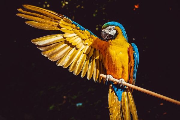 4 факта за папагалите, които ще ви накарат да искате такъв домашен любимец