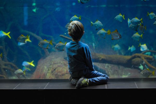 Колко често трябва да сменяме водата в аквариума?