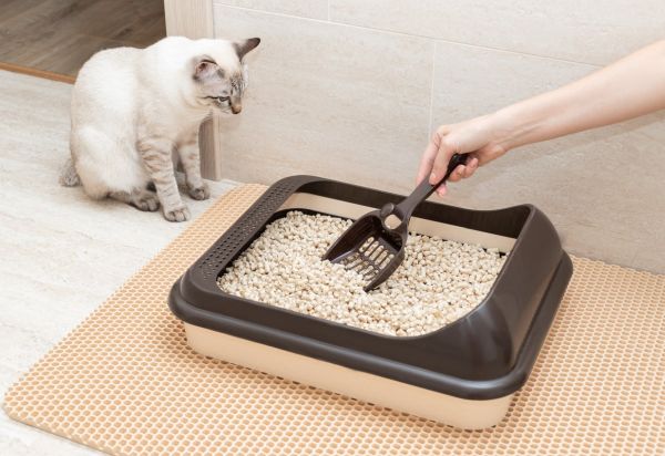 4 причини котката ви да си върши работата извън тоалетната