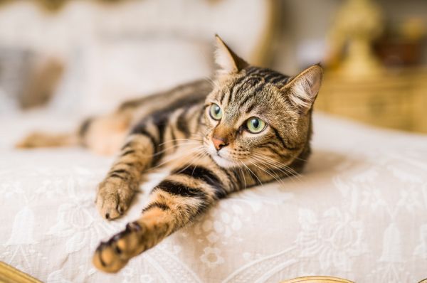 7 популярни мита за грижата за котките, в които е опасно да се вярва