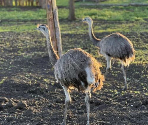 Нови обитатели радват посетителите на Зоопарк Бургас