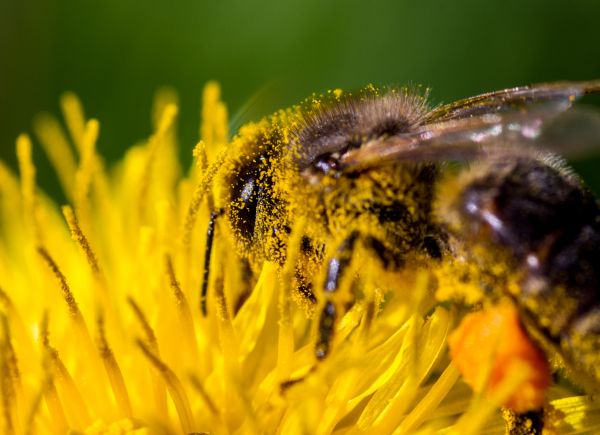 Знаете ли защо пчелите правят „бззззз“?