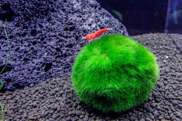 Маримо топка – интересното водно растение, което и най-разсеяният не може да убие