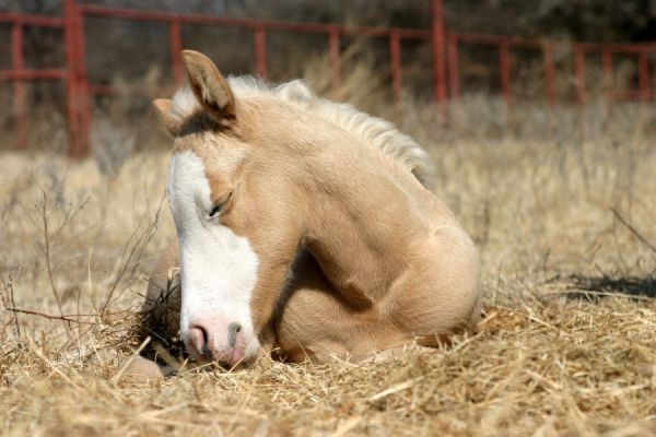 Как спят конете?
