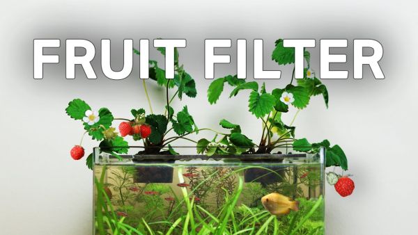 Аквариум, захранван от ягоди: Създаване на самоподдържаща се екосистема